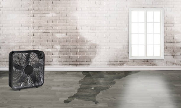 Best Carpet water damage restoration  in Bay St Louis, MS